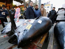 Single bluefin tuna at Tokyo fish market sold for £238,000