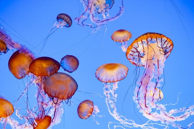 A cup of live jellyfish provides just five calories