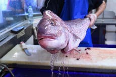 A new fish restaurant has opened with a massive catch
