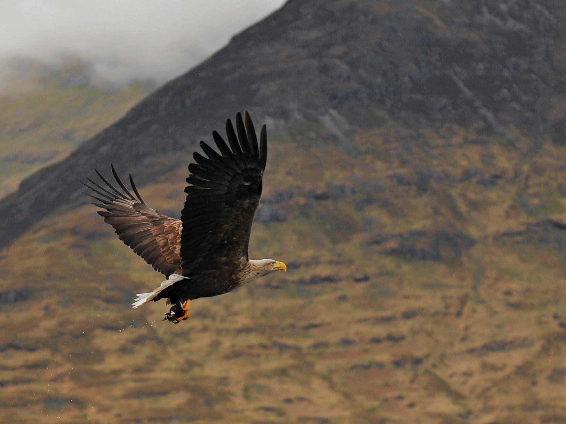 The return of white-tailed sea eagles to Scotland is considered a significant conservation success story