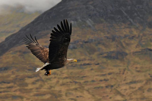 The return of white-tailed sea eagles to Scotland is considered a significant conservation success story