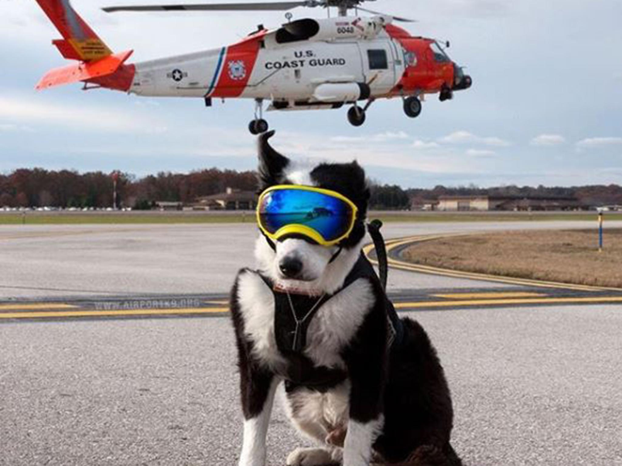 The wildlife officer kept runways safe for three years Instagram/AirportK9