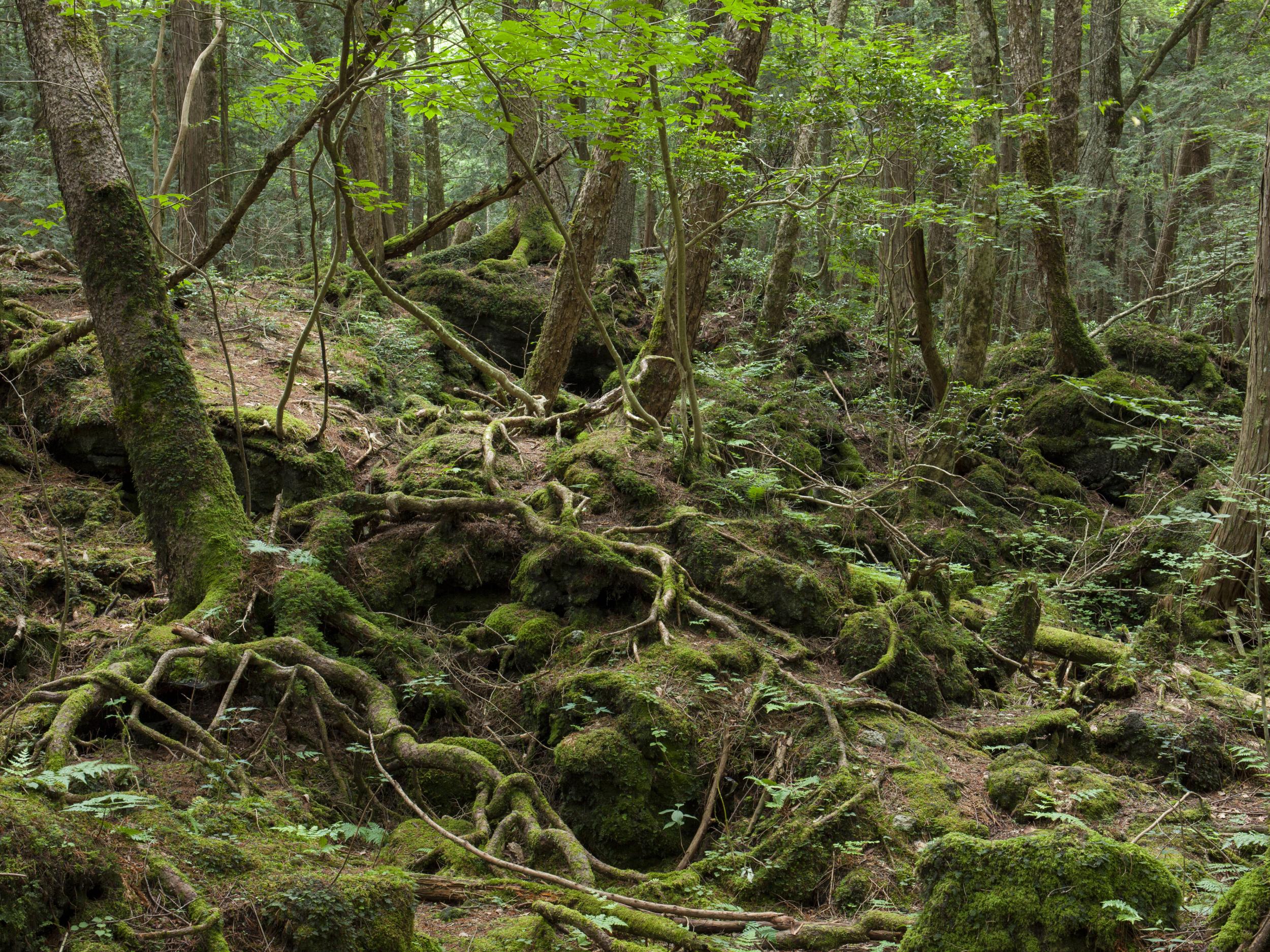Depictions of Aokigahara Forest in popular culture have romanticised suicide and hinder prevention efforts