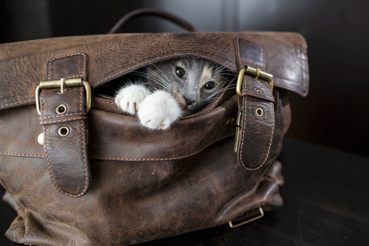 pet cat in checked luggage 