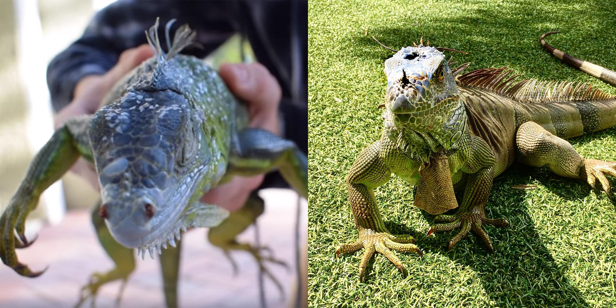 People in Florida are being attacked by frozen iguanas | indy1002000 x 1000