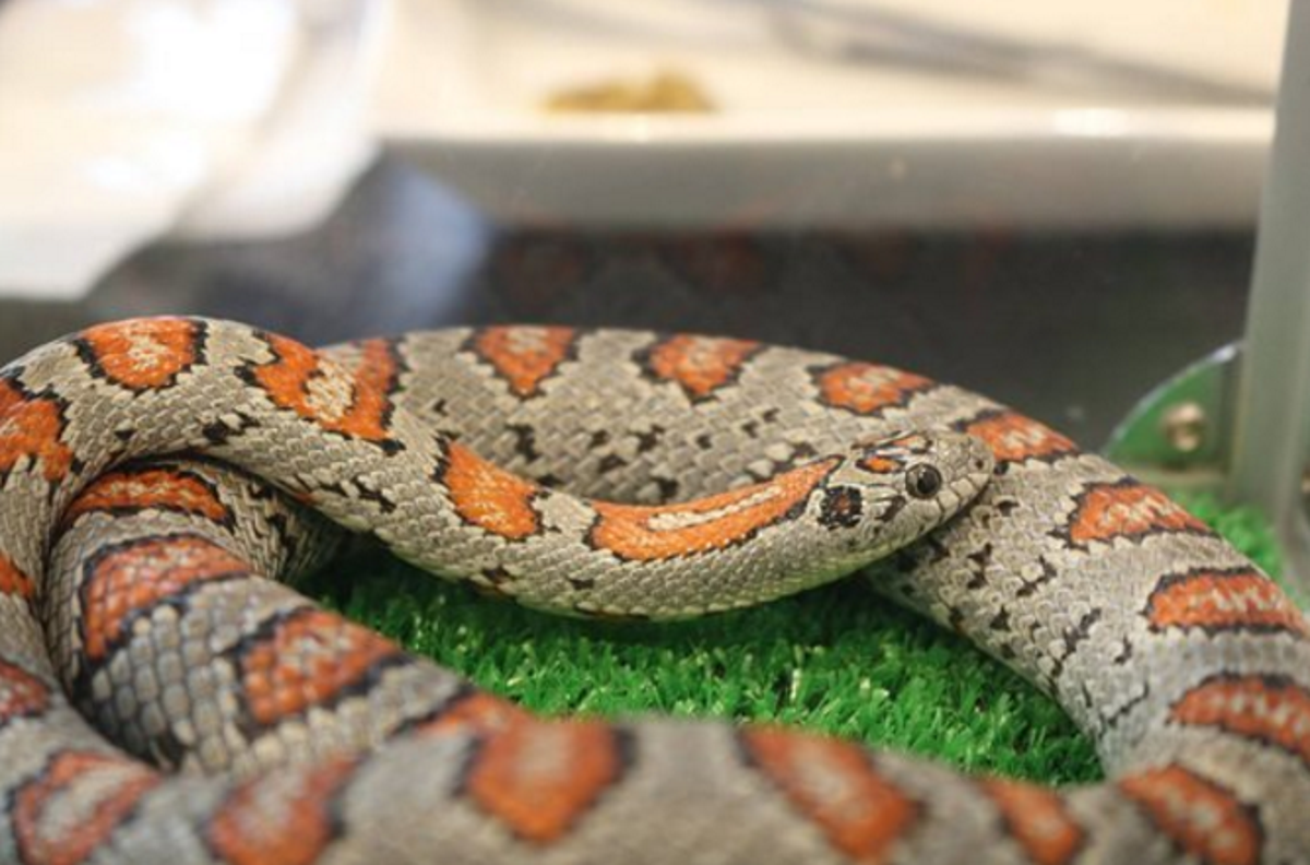 Tokyo opens snake café where customers can hold a reptile while