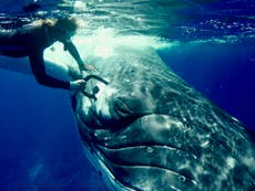 Humpback whale protects unsuspecting diver from tiger shark