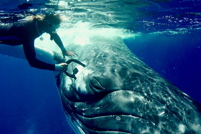 A humpback whale pushes Nan Hauser around in the water, protecting her from a shark.