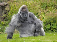 One of the world’s oldest gorillas, Nico, dies at Longleat Safari Park