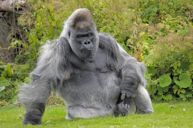 Nico, who once tipped the scales at 34 stone, lived on his own island at Longleat