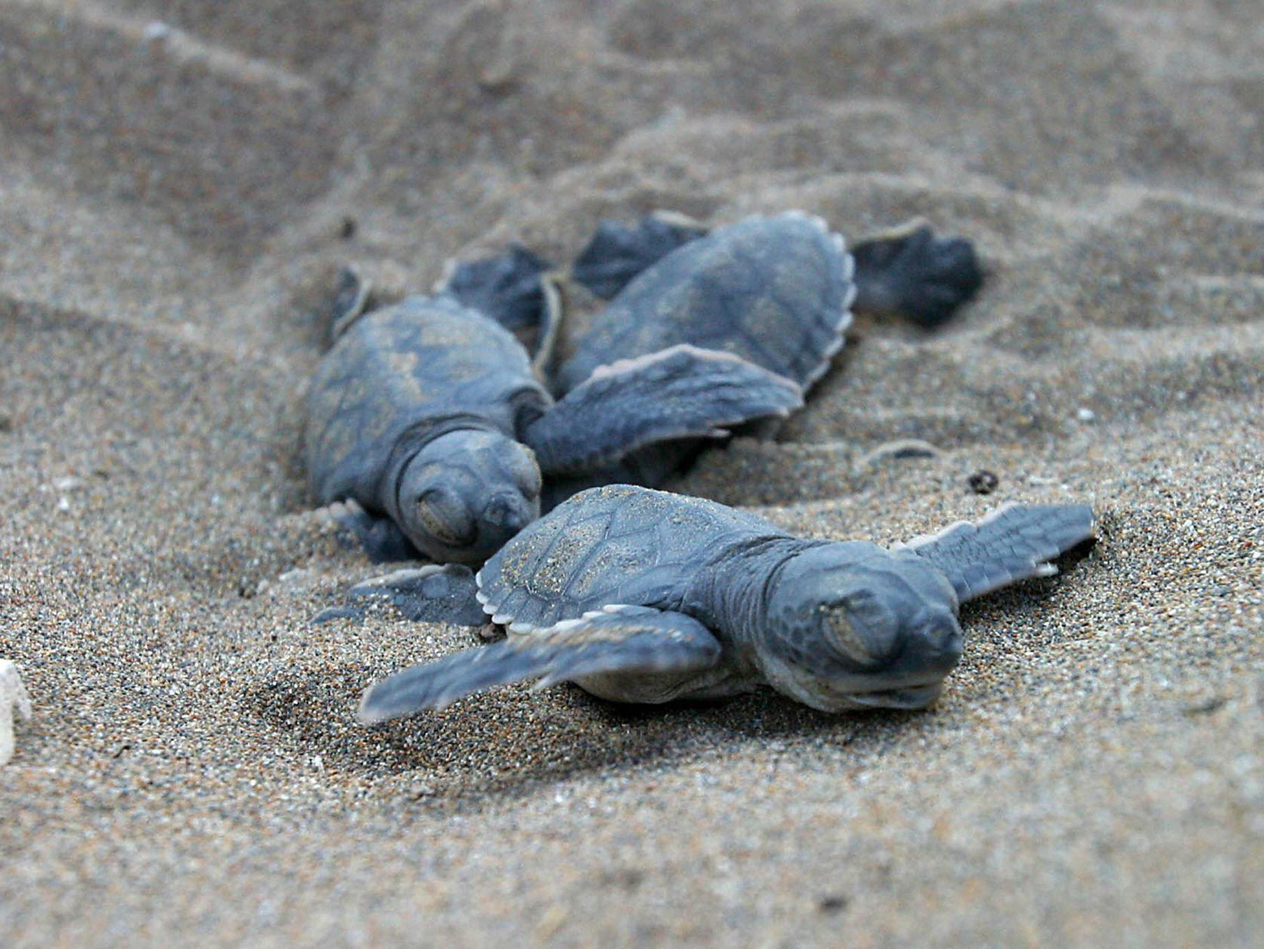 As a result of rising temperatures, nearly all the green turtles being born on certain beaches in Australia are female