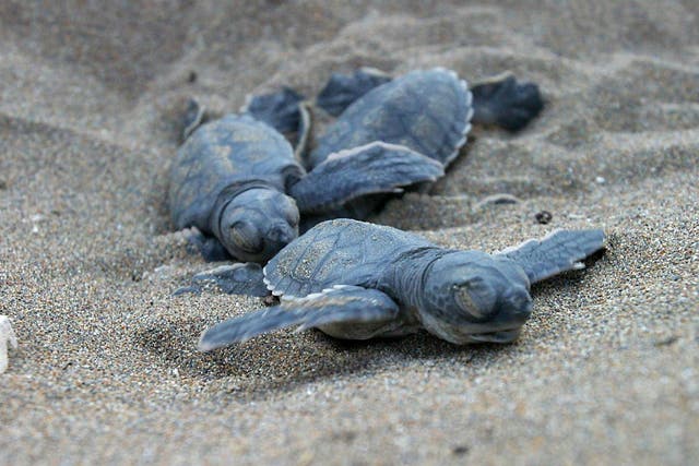 As a result of rising temperatures, nearly all the green turtles being born on certain beaches in Australia are female