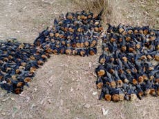 Hundreds of flying foxes are being boiled alive in Australian heatwave
