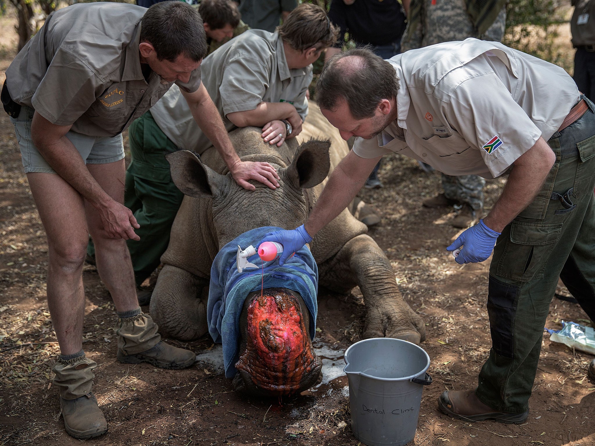 &#13;
A rhino wounded during a dehorning by poachers at the Pilanesberg National Park is treated for its injuries &#13;