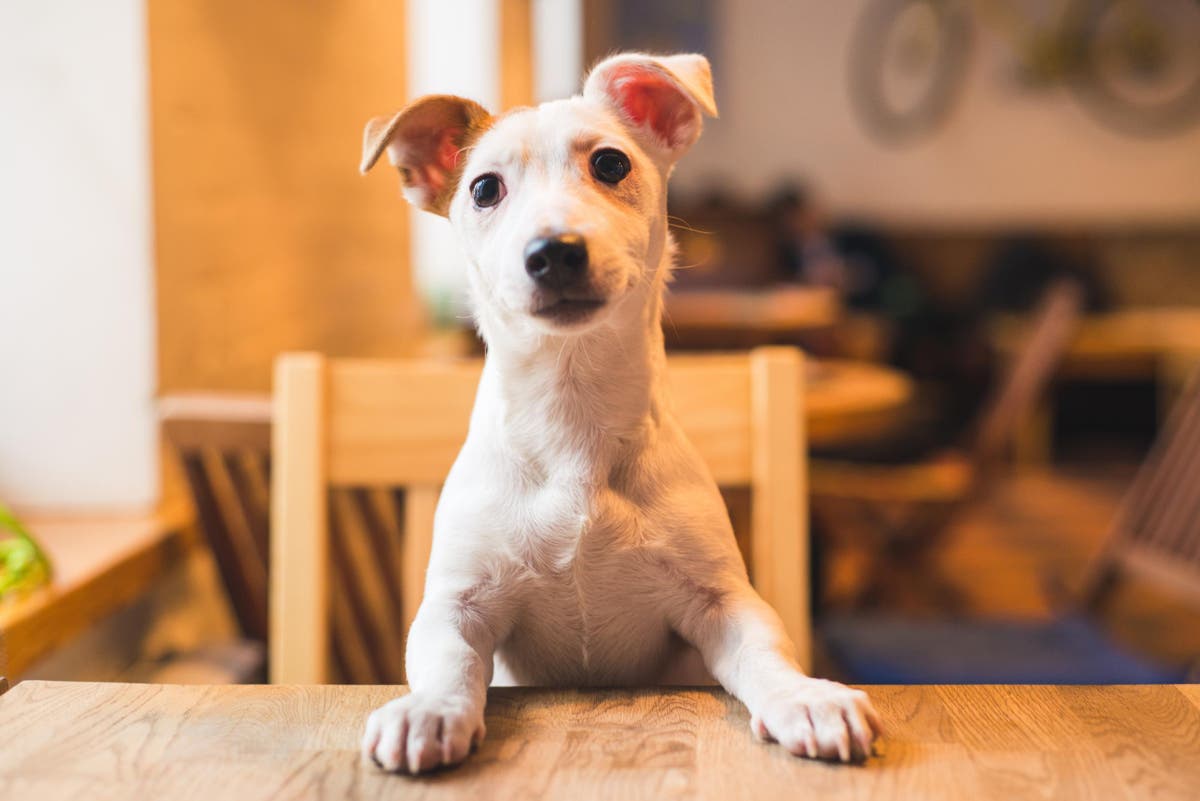 New York to open its first dog cafe The Independent The Independent