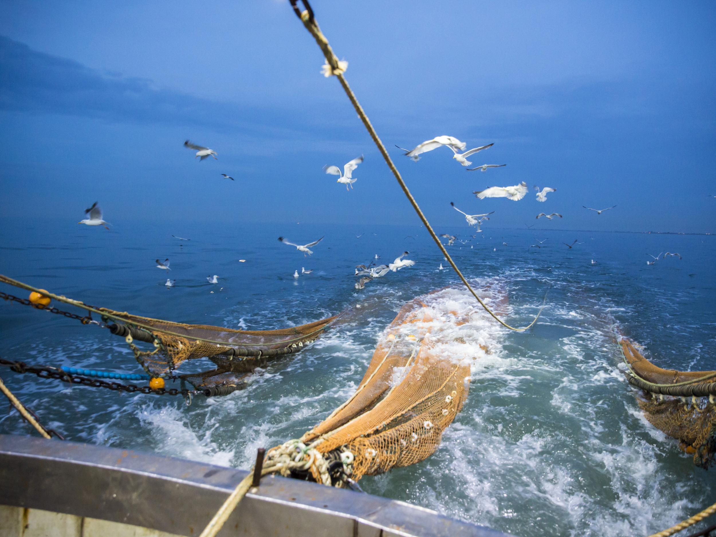 Seagulls wait for bycatch to be thrown from a traditional trawler in the English Channel