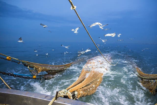 Seagulls wait for bycatch to be thrown from a traditional trawler in the English Channel