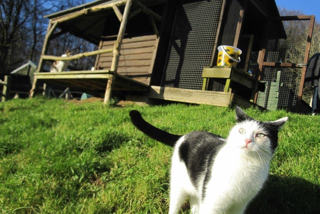 A rescue cat at Celia Hammond's sanctuary in East Sussex