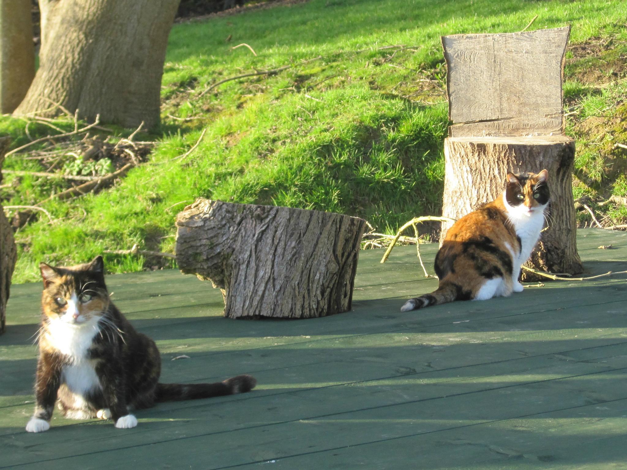 The sanctuary is home to over 100 cats. A team of volunteers has been searching for missing animals