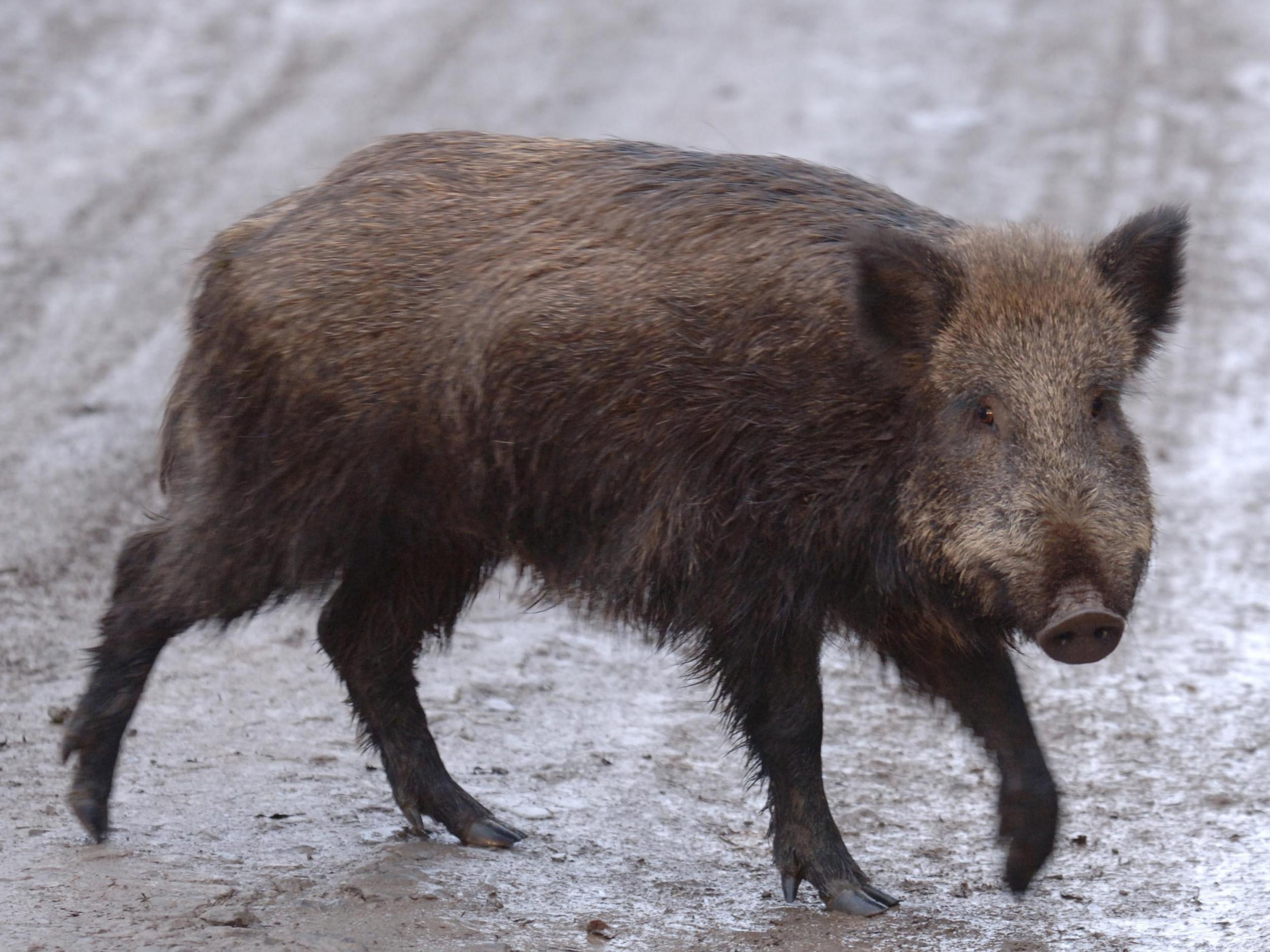 A wild boar was spotted in a Hong Kong subway station