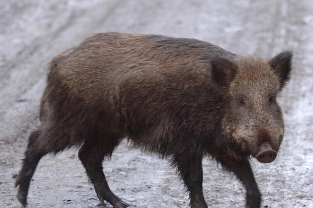 A wild boar was spotted in a Hong Kong subway station