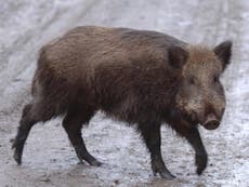 Denmark to build fence on German border to keep out wild boar