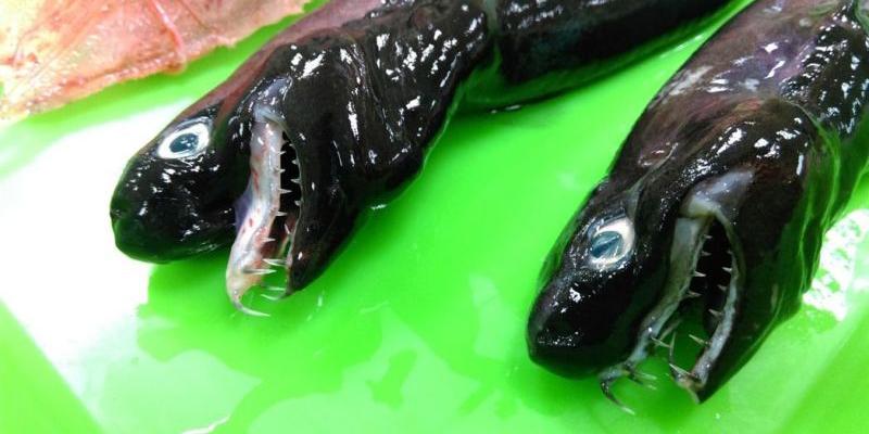 Terrifying 'Alien' shark with extendable jaws caught off the coast of Taiwan