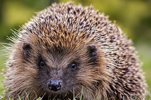 Hedgehogs are in steep decline in the UK