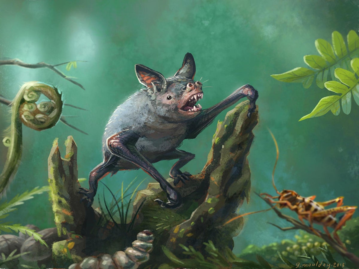 Giant extinct burrowing bat unearthed in New Zealand by palaeontologists |  The Independent | The Independent