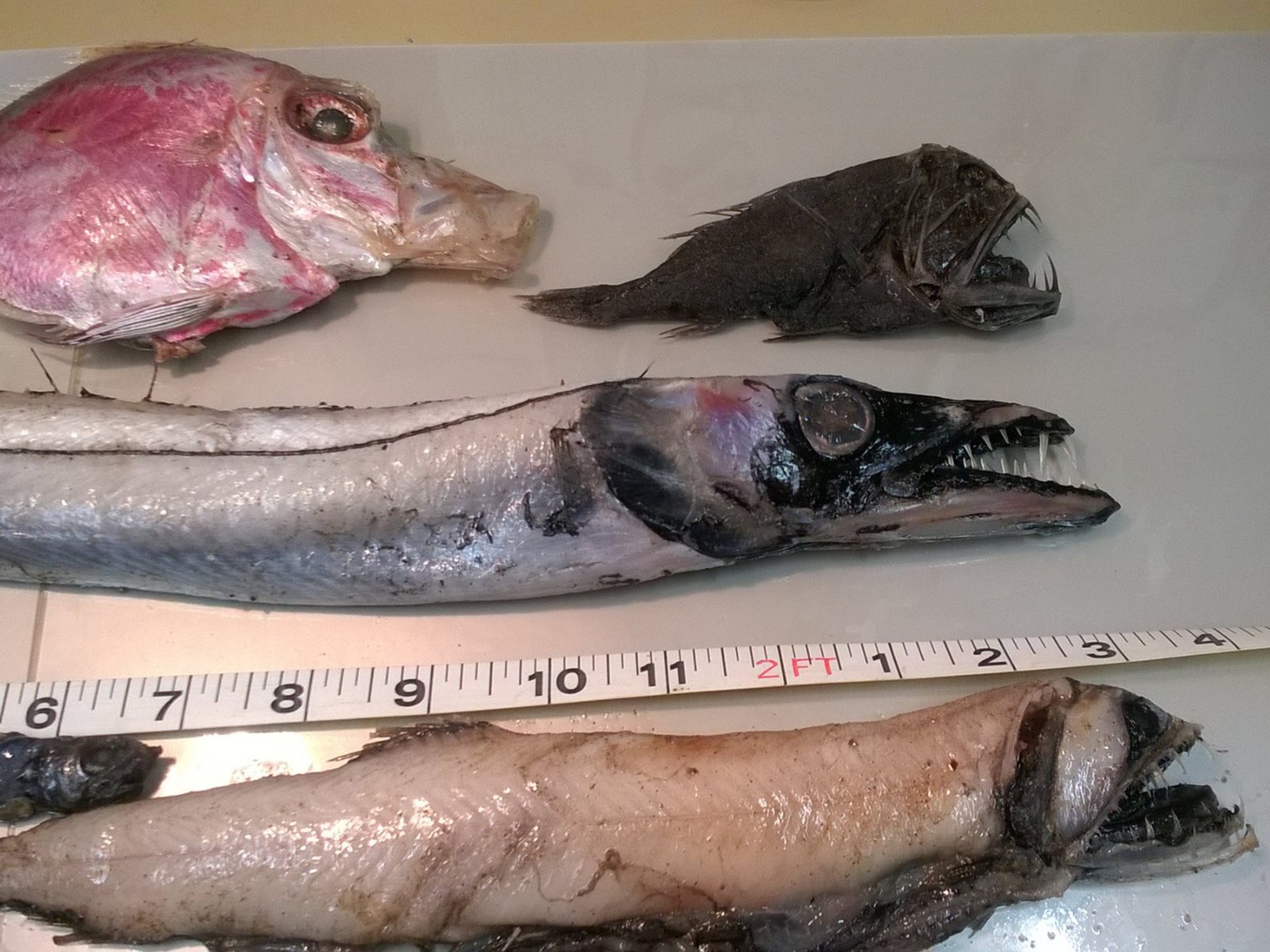 A selection of the fish found including a Fangtooth, Black Scabbard and Viper fish