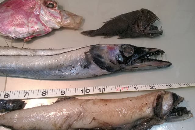 A selection of the fish found including a Fangtooth, Black Scabbard and Viper fish