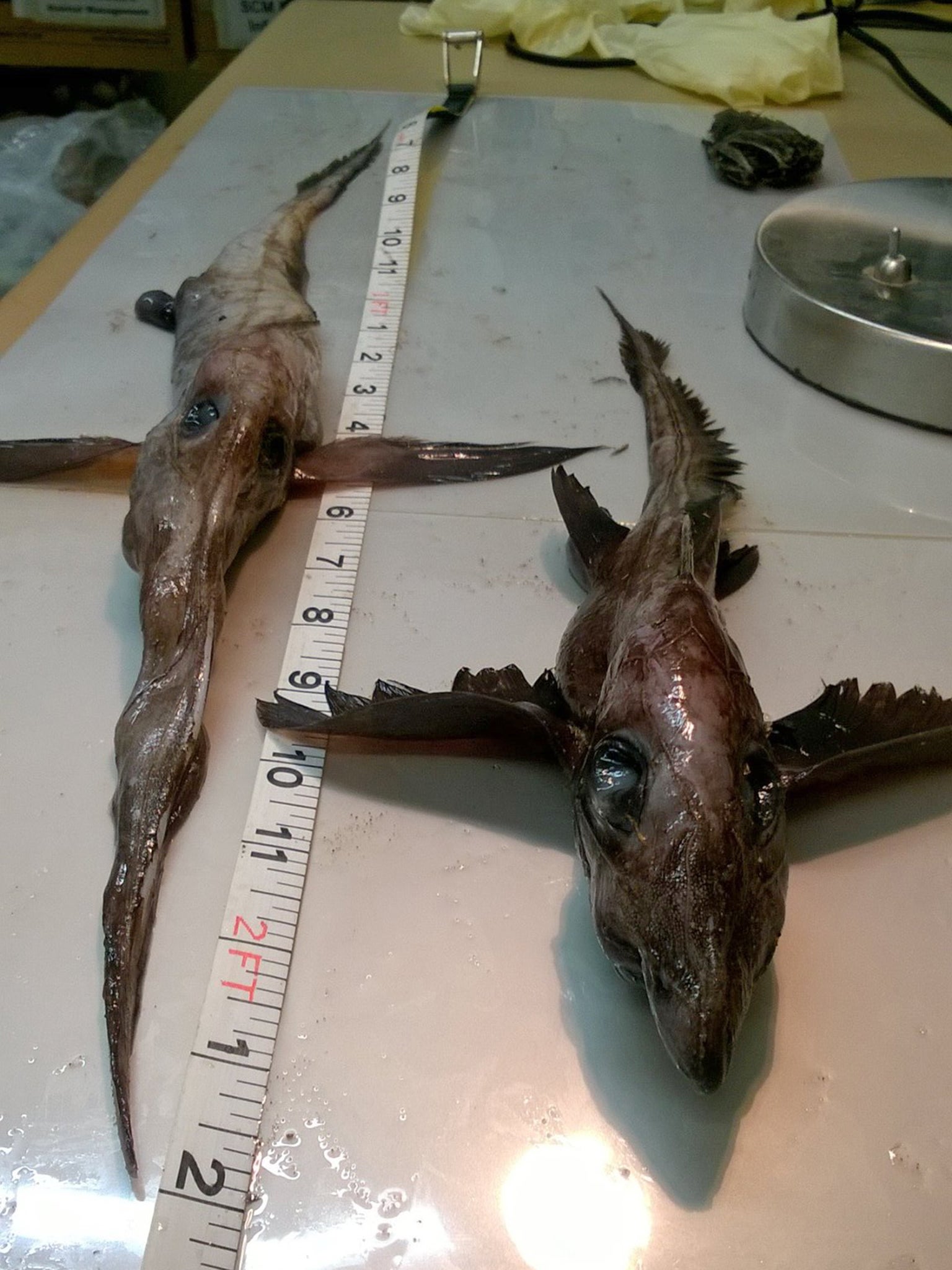 A long-nosed and short nosed Chimaera