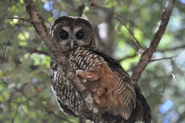 Illegal cannabis cultivation in north-west California has been cited as the likely source of rat poison found in local wildlife, including the northern spotted owl