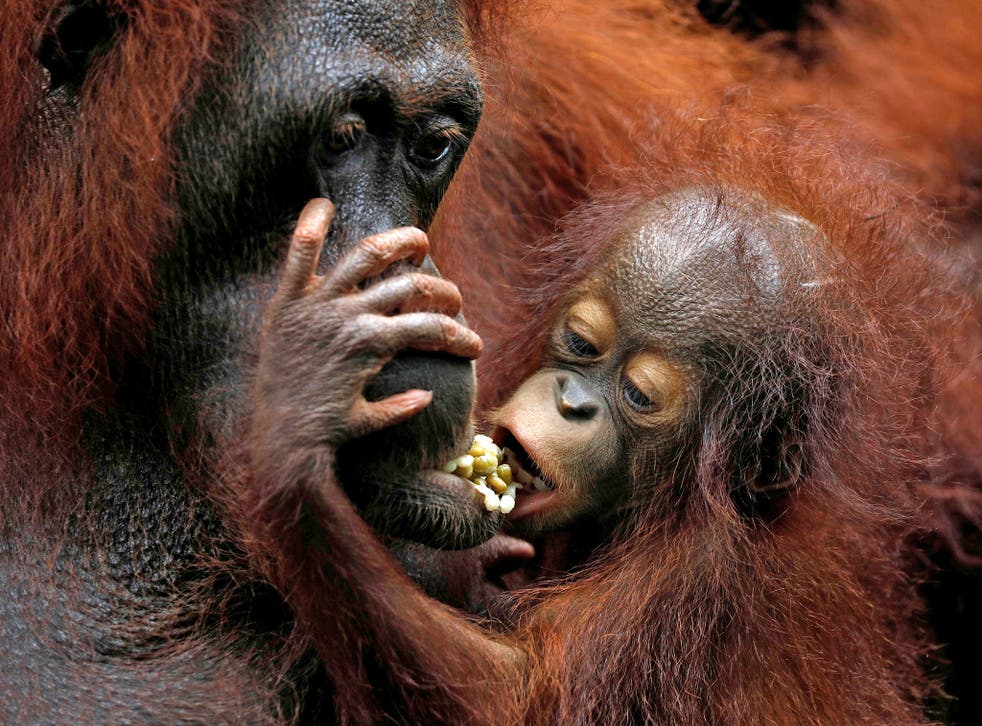 Orangutans are critically endangered thanks to the destruction wrought by palm oil production in South East Asia