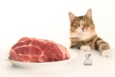 Raw meat pet foods pose risk to animal and human health, finds study