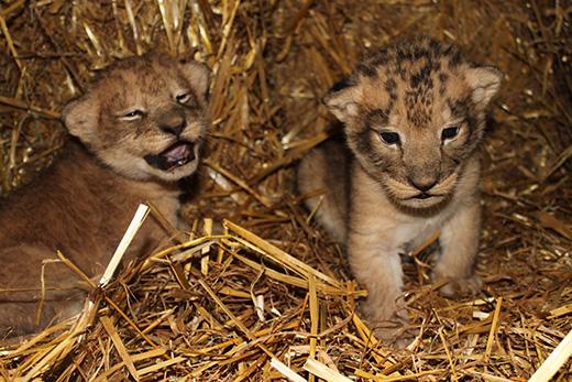 Boras Djurpark CEO said the cubs could not be rehomed
