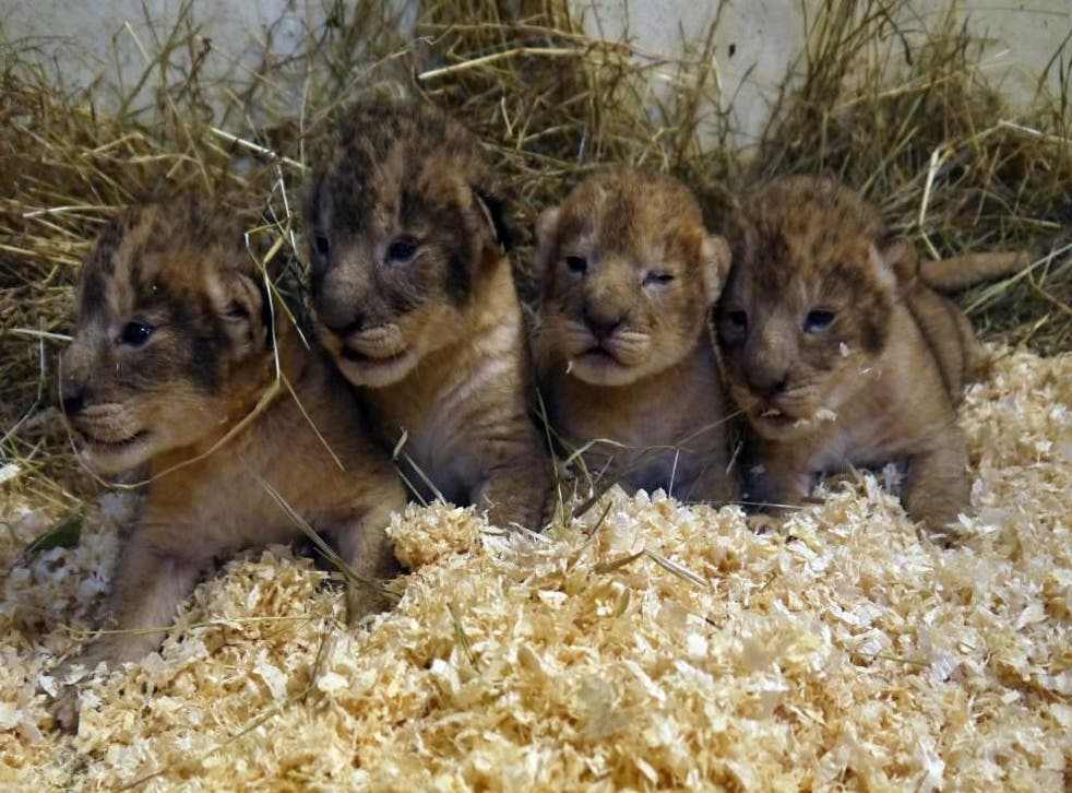 Only two of 13 lion cubs from different litters have survived the last five years