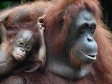Orangutans use same medicinal plants as people to treat muscle pain