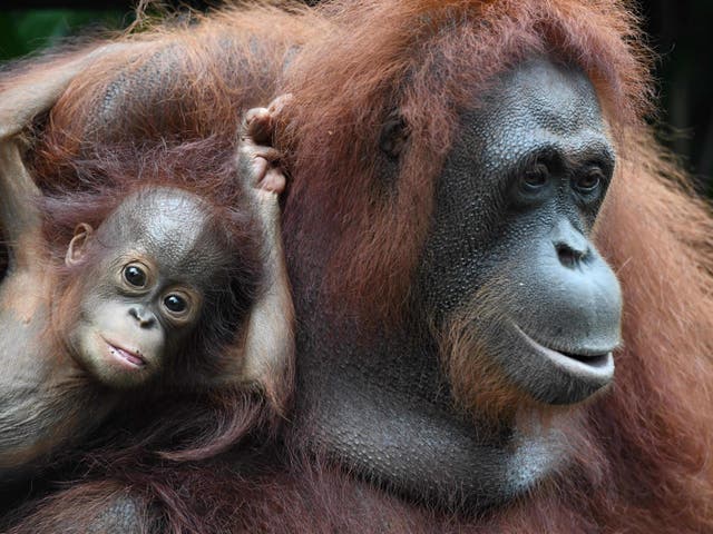 A baby orangutan named Khansa (L) clings on its mother Anita (R) in their enclosure at the Singapore Zoological Garden on January 11, 2018.