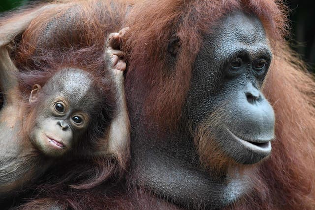 A baby orangutan named Khansa (L) clings on its mother Anita (R) in their enclosure at the Singapore Zoological Garden on January 11, 2018.
