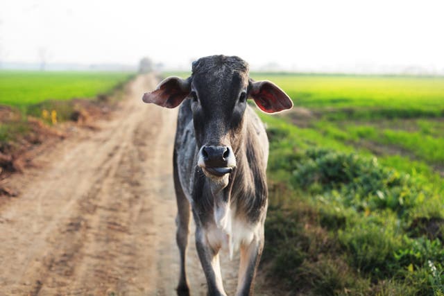 Cows are sacred in India