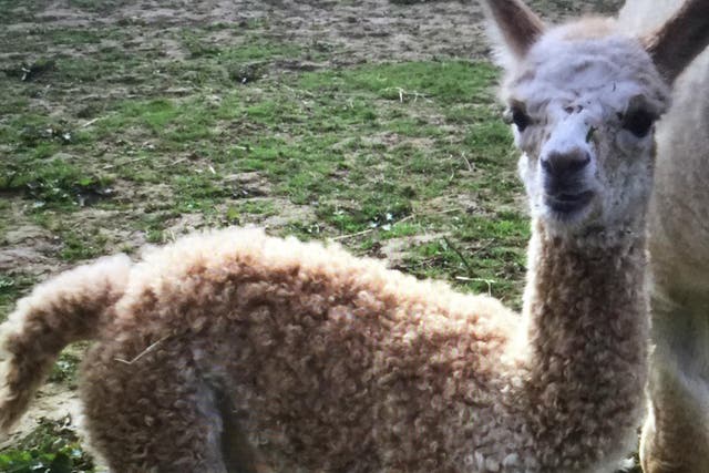 Pleasance was one of the three alpacas found beaten to death on a farm in Buckinhamshire