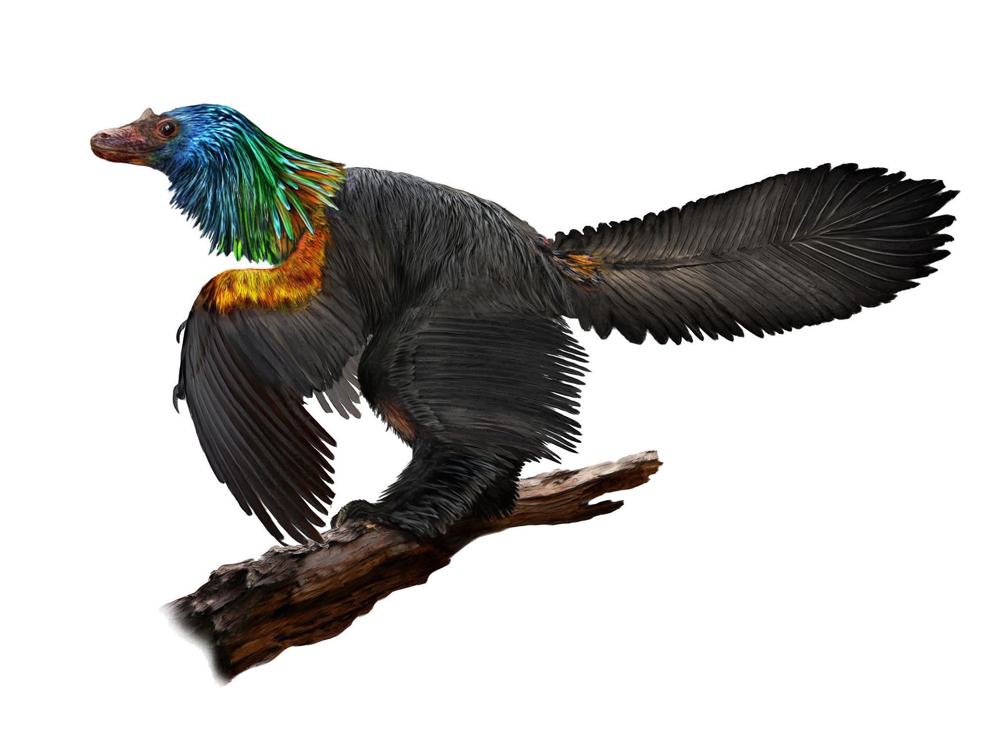 Illustration of the dinosaur Caihong juji, showing the iridescent plumage growing on its head and chest