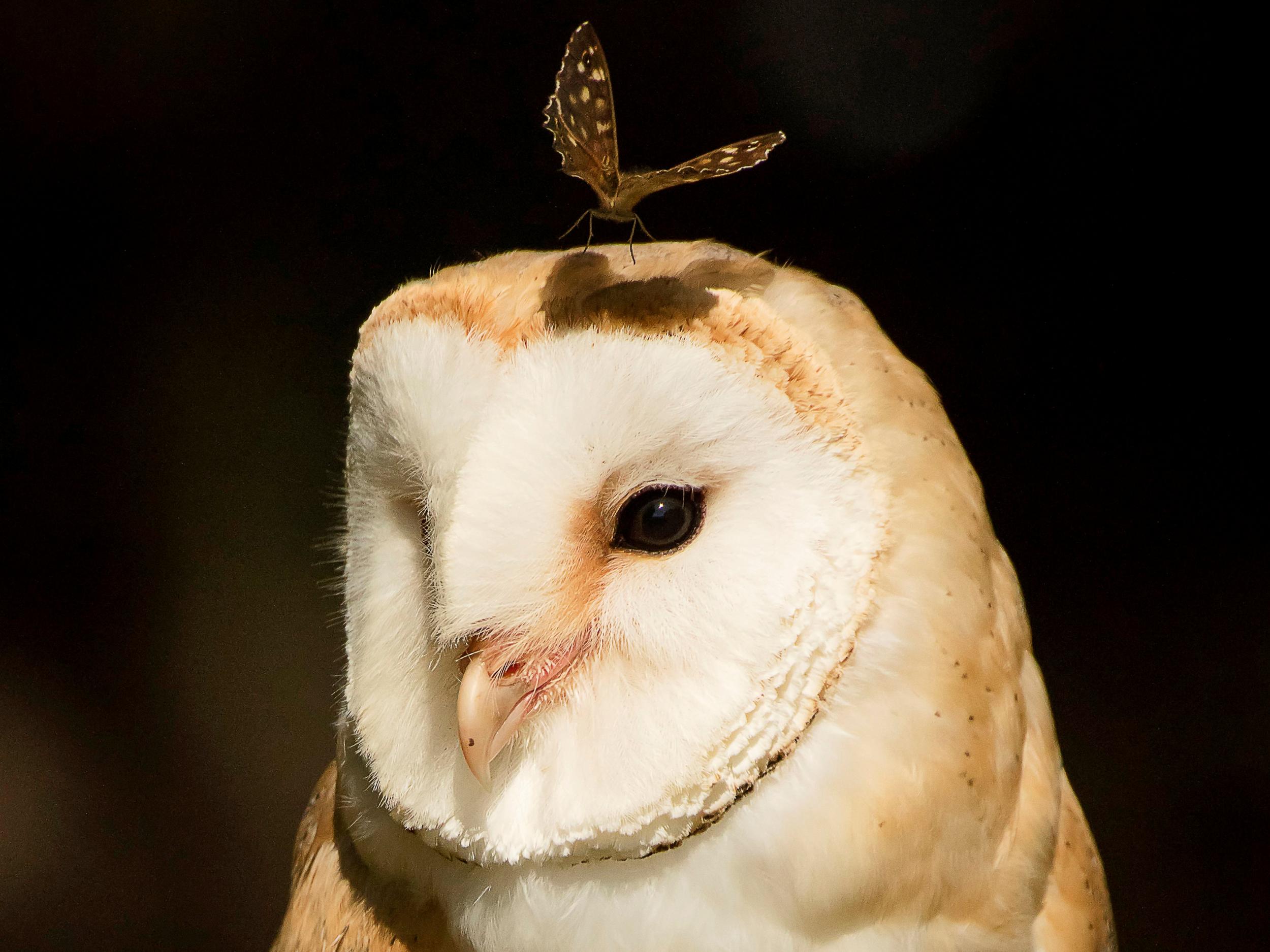 This perfectly-timed photo shows a stunning barn owl with a butterfly on its head