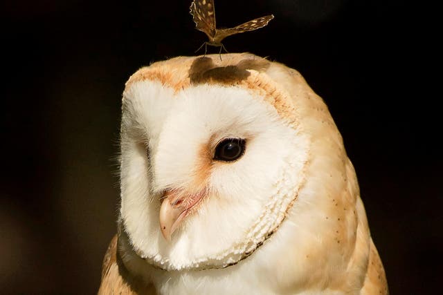 This perfectly-timed photo shows a stunning barn owl with a butterfly on its head