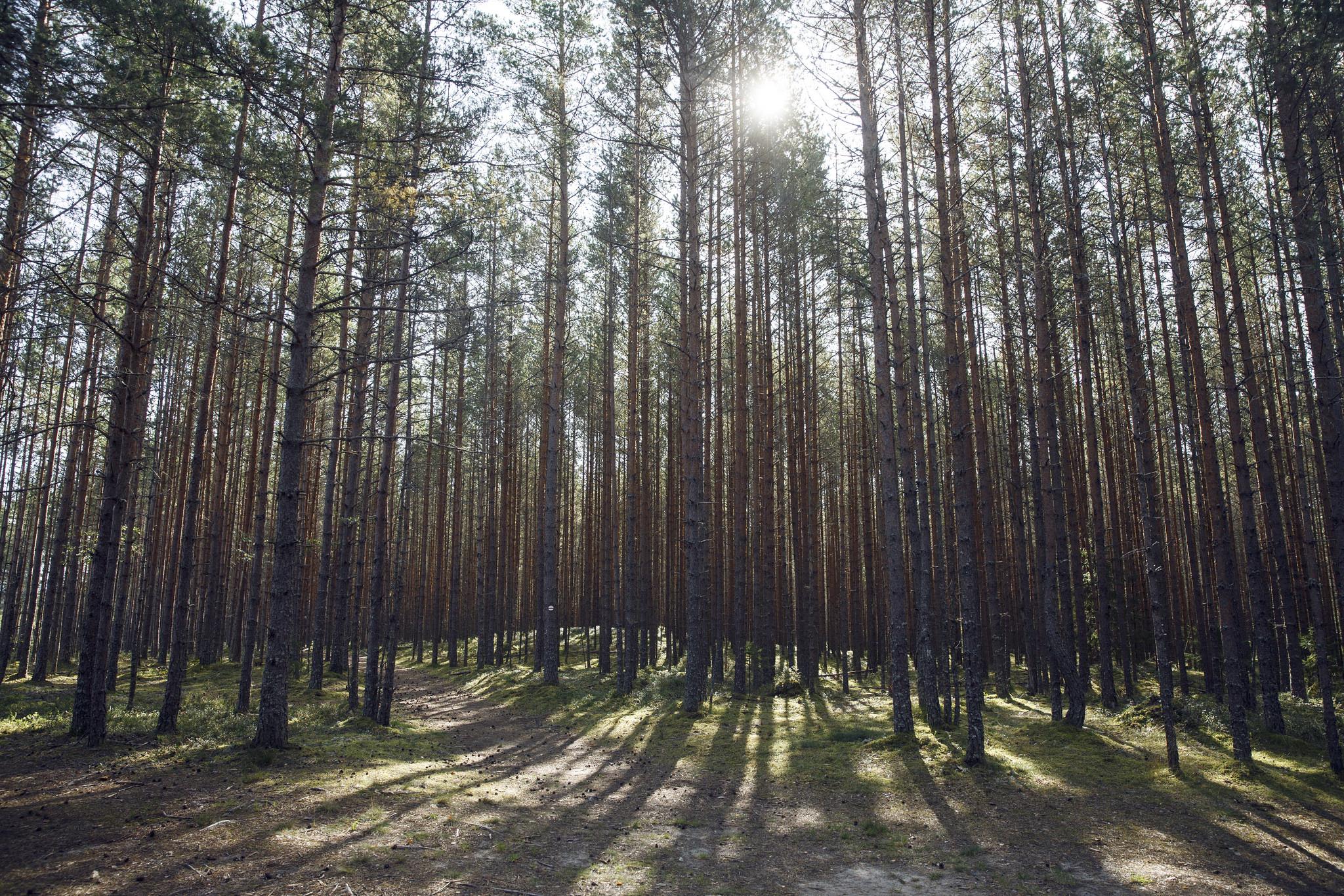 Lahemaa National Park was the first park created in the Soviet Union in 1971 (Visit Estonia)