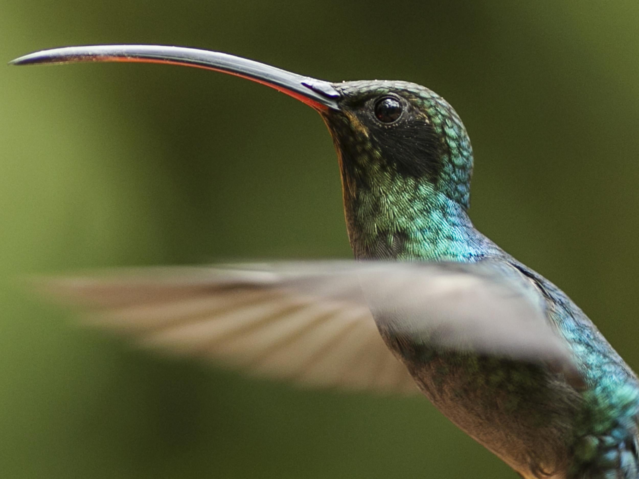 Hummingbirds such as this green hermit from Costa Rica have iridescent plumage