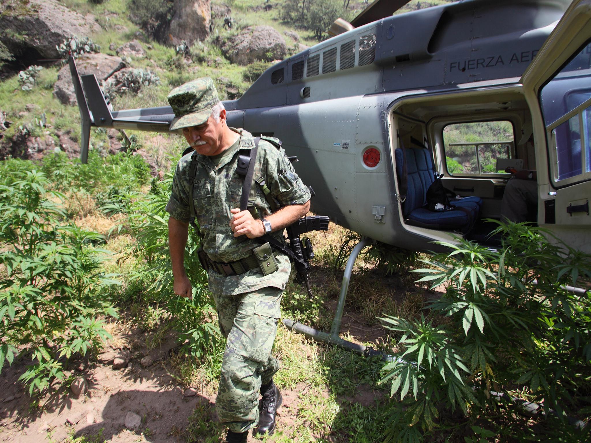 A Mexican army general steps into a field of marijuana in the western Sierra Madre mountains. A military eradication unit would later chop down the plants