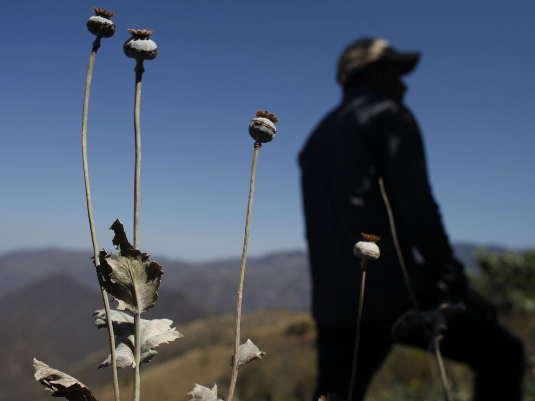 Mexico began to expand its own local marijuana, heroin and crystal meth production in the late 1980s and early 1990s