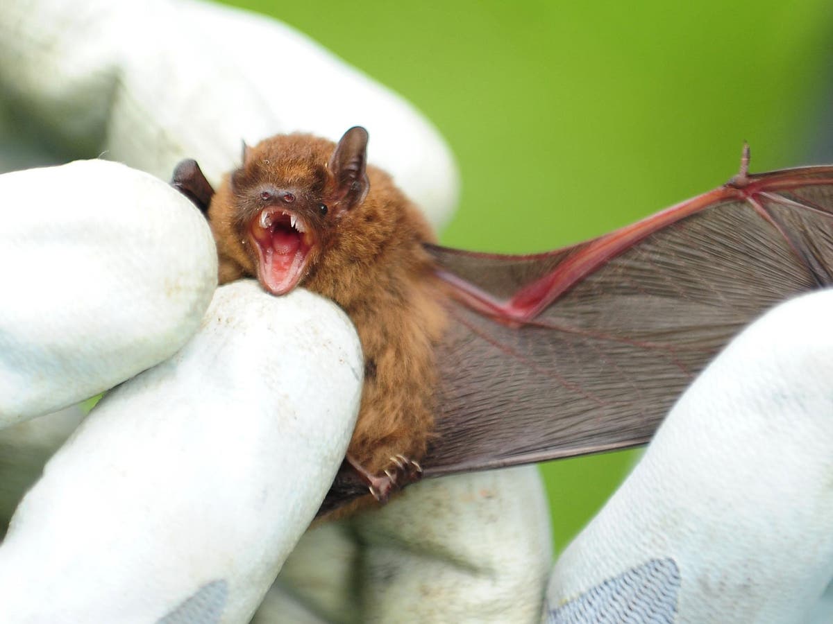 Six-year-old boy dies of rabies after being scratched by infected bat